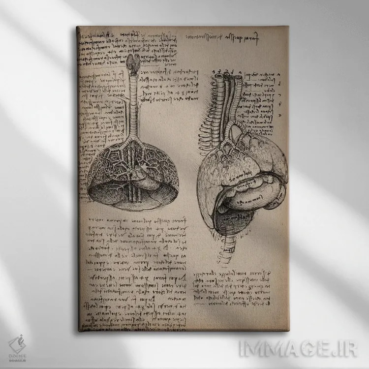تابلو مطالعات اعضای بدن انسان در دفتر طراحی اثر لئوناردو داوینچی (نقاش و مخترع ایتالیایی) - نمای روبهرو روی دیوار