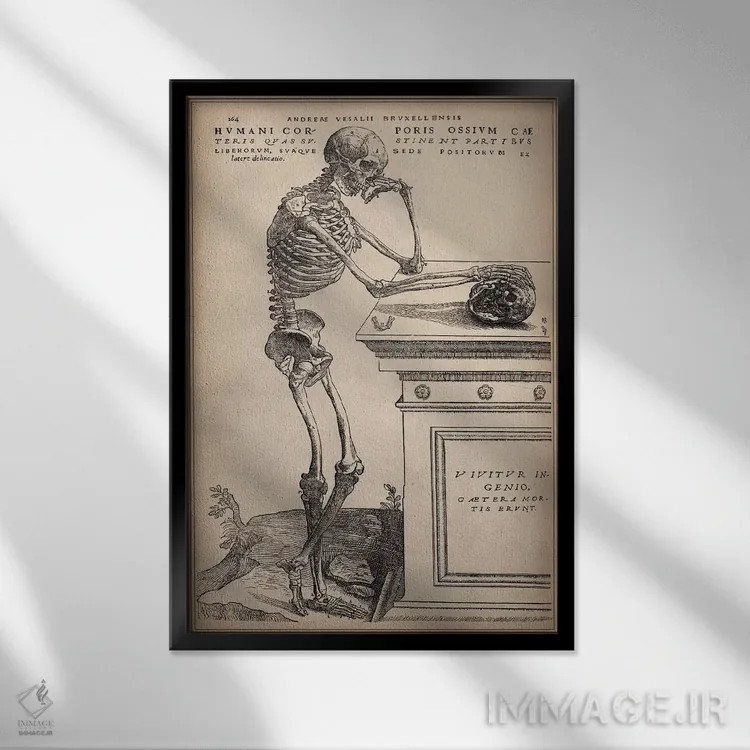 تابلو اسکلت ایستاده از اثر "ساختار بدن انسان" اثر وسالیوس (آندریاس وسالیوس - هنرمند و آناتومیست) - نمای قابدار مشکی