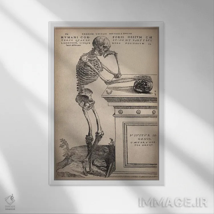 تابلو اسکلت ایستاده از اثر "ساختار بدن انسان" اثر وسالیوس (آندریاس وسالیوس - هنرمند و آناتومیست) - نمای قابدار سفید