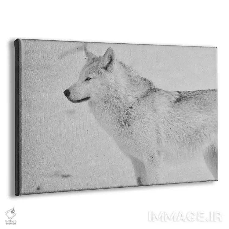 تابلو گرگ سفید اثر گوردون سمنس - نمای پرسپکتیو محصول