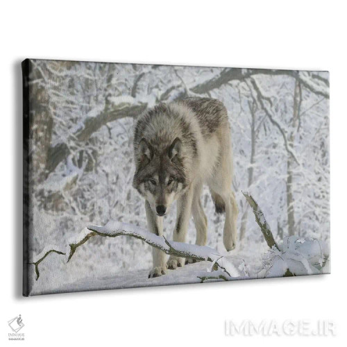 تابلو گرگ باغوحش ۰۳ اثر گوردون سمنس - نمای پرسپکتیو محصول
