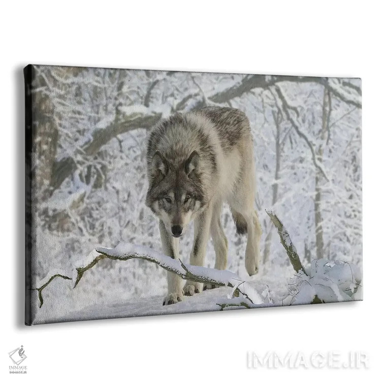 تابلو گرگ باغوحش ۰۳ اثر گوردون سمنس - نمای پرسپکتیو محصول