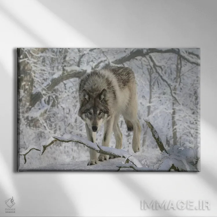 تابلو گرگ باغوحش ۰۳ اثر گوردون سمنس - نمای روبهرو روی دیوار