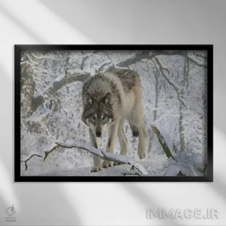 تابلو گرگ باغوحش ۰۳ اثر گوردون سمنس - نمای قابدار مشکی