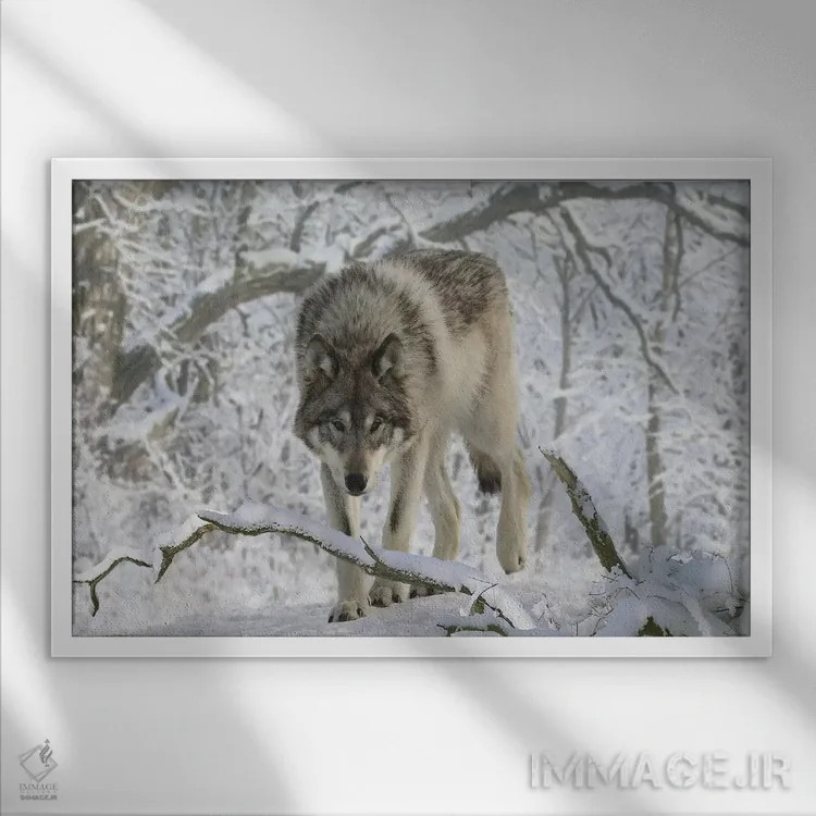 تابلو گرگ باغوحش ۰۳ اثر گوردون سمنس - نمای قابدار سفید