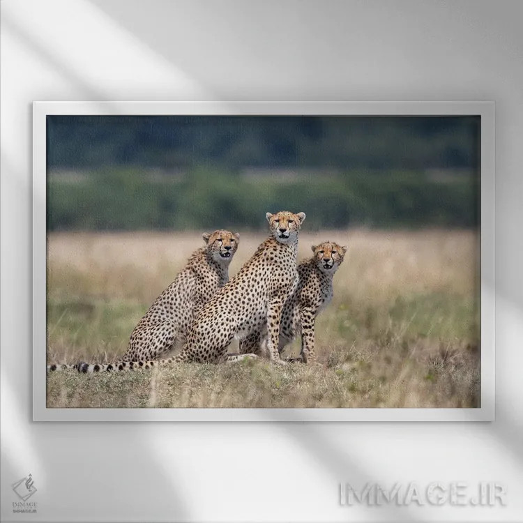 تابلو لطفاً توجه کنید! اثر آلساندرو کاتا - نمای قابدار سفید