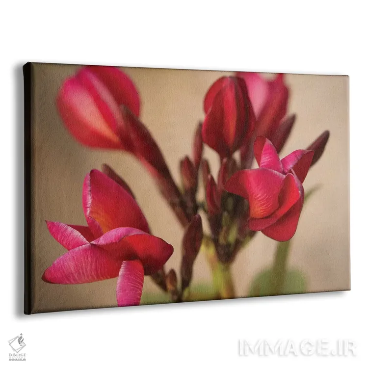 تابلو Multi-Colored Flower From Yucatan,پلومریای گوآدالوپه فرناندز، گل چندرنگ از یوکاتان اثر پیکسل کهنه (استودیو/نام هنری) - نمای پرسپکتیو محصول