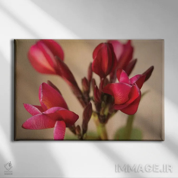 تابلو Multi-Colored Flower From Yucatan,پلومریای گوآدالوپه فرناندز، گل چندرنگ از یوکاتان اثر پیکسل کهنه (استودیو/نام هنری) - نمای روبهرو روی دیوار