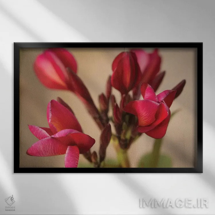 تابلو Multi-Colored Flower From Yucatan,پلومریای گوآدالوپه فرناندز، گل چندرنگ از یوکاتان اثر پیکسل کهنه (استودیو/نام هنری) - نمای قابدار مشکی