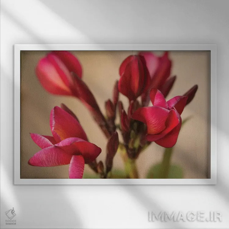 تابلو Multi-Colored Flower From Yucatan,پلومریای گوآدالوپه فرناندز، گل چندرنگ از یوکاتان اثر پیکسل کهنه (استودیو/نام هنری) - نمای قابدار سفید