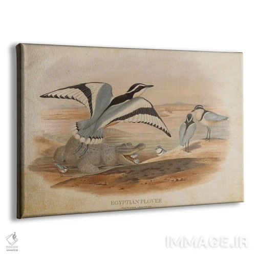 تابلو پرنده پلوور مصری (وینتیج) اثر پیکسل کهنه (استودیو/نام هنری) - نمای پرسپکتیو محصول