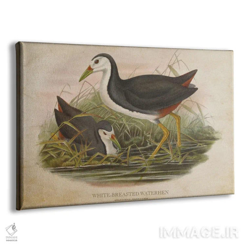 تابلو چنگر سینهسفید (وینتیج) اثر پیکسل کهنه (استودیو/نام هنری) - نمای پرسپکتیو محصول