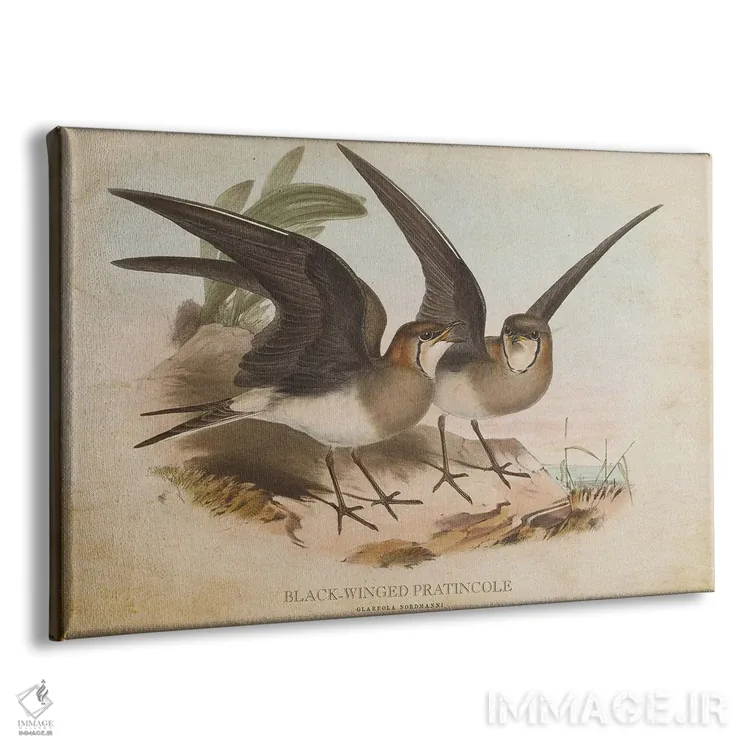 تابلو پرستوی پرسیاه (وینتیج) اثر پیکسل کهنه (استودیو/نام هنری) - نمای پرسپکتیو محصول