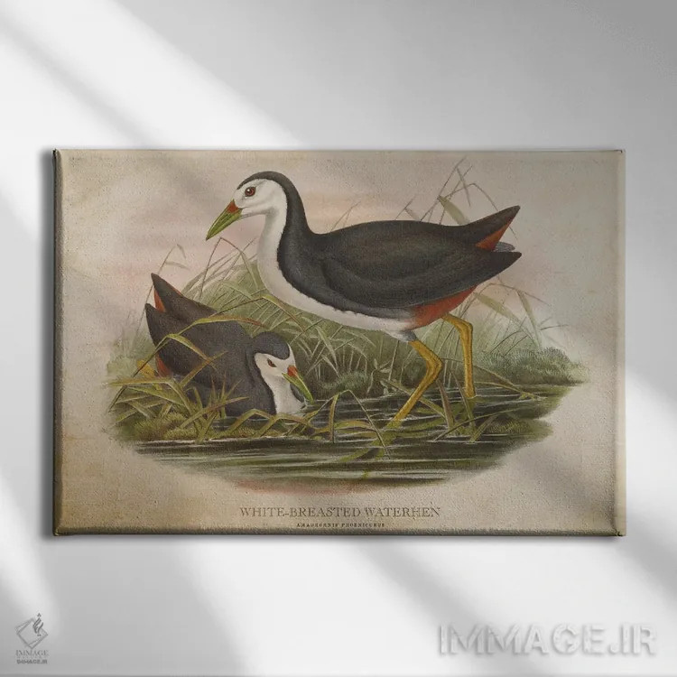 تابلو چنگر سینهسفید (وینتیج) اثر پیکسل کهنه (استودیو/نام هنری) - نمای روبهرو روی دیوار