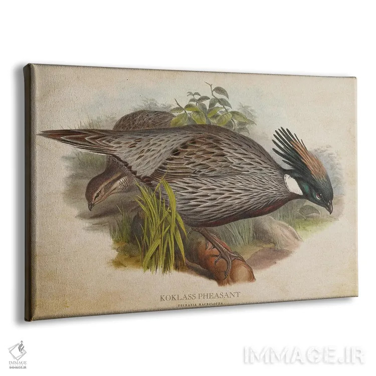 تابلو قرقاول کوکلاس (وینتیج) اثر پیکسل کهنه (استودیو/نام هنری) - نمای پرسپکتیو محصول