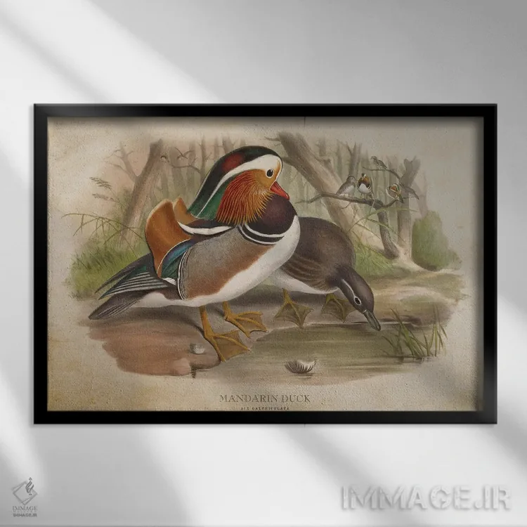 تابلو اردک ماندارین (وینتیج) اثر پیکسل کهنه (استودیو/نام هنری) - نمای قابدار مشکی