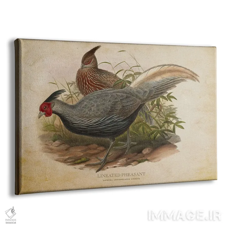 تابلو قرقاول خطدار (وینتیج) اثر پیکسل کهنه (استودیو/نام هنری) - نمای پرسپکتیو محصول