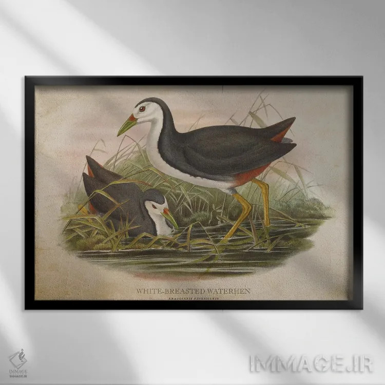 تابلو چنگر سینهسفید (وینتیج) اثر پیکسل کهنه (استودیو/نام هنری) - نمای قابدار مشکی