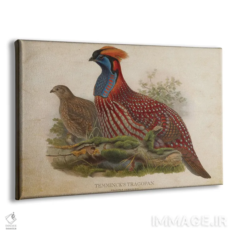 تابلو تراگوپان تمنیک (وینتیج) اثر پیکسل کهنه (استودیو/نام هنری) - نمای پرسپکتیو محصول