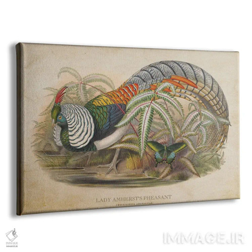 تابلو قرقاول لیدی آمرست (وینتیج) اثر پیکسل کهنه (استودیو/نام هنری) - نمای پرسپکتیو محصول