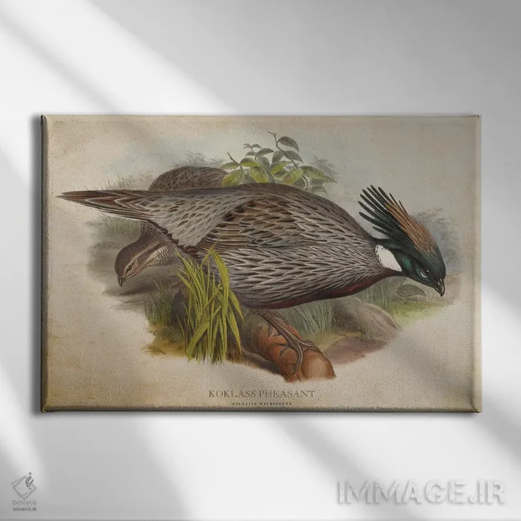 تابلو قرقاول کوکلاس (وینتیج) اثر پیکسل کهنه (استودیو/نام هنری) - نمای روبهرو روی دیوار