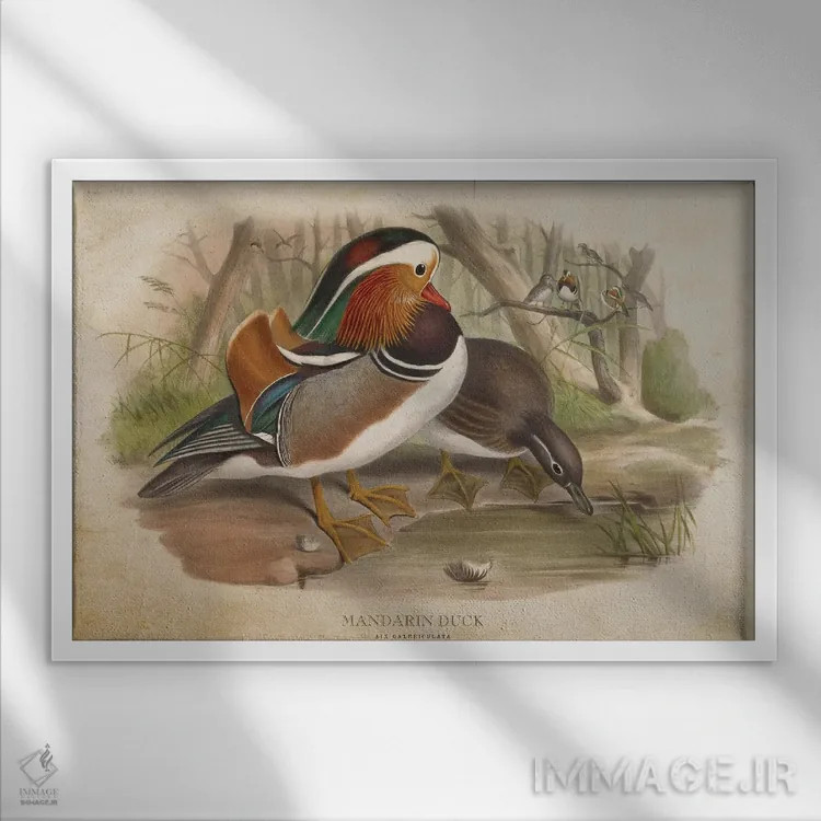 تابلو اردک ماندارین (وینتیج) اثر پیکسل کهنه (استودیو/نام هنری) - نمای قابدار سفید