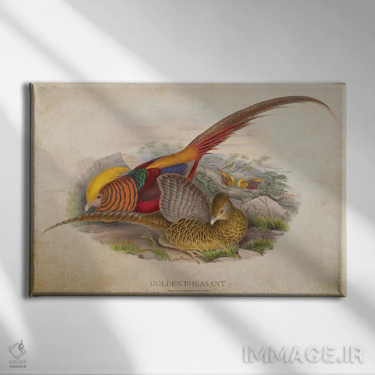 تابلو قرقاول طلایی (وینتیج) اثر پیکسل کهنه (استودیو/نام هنری) - نمای روبهرو روی دیوار