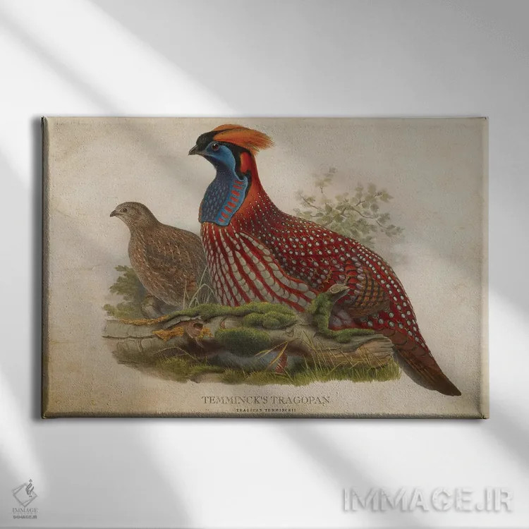 تابلو تراگوپان تمنیک (وینتیج) اثر پیکسل کهنه (استودیو/نام هنری) - نمای روبهرو روی دیوار