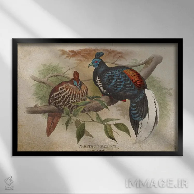 تابلو قرقاول کاکلدار (وینتیج) اثر پیکسل کهنه (استودیو/نام هنری) - نمای قابدار مشکی