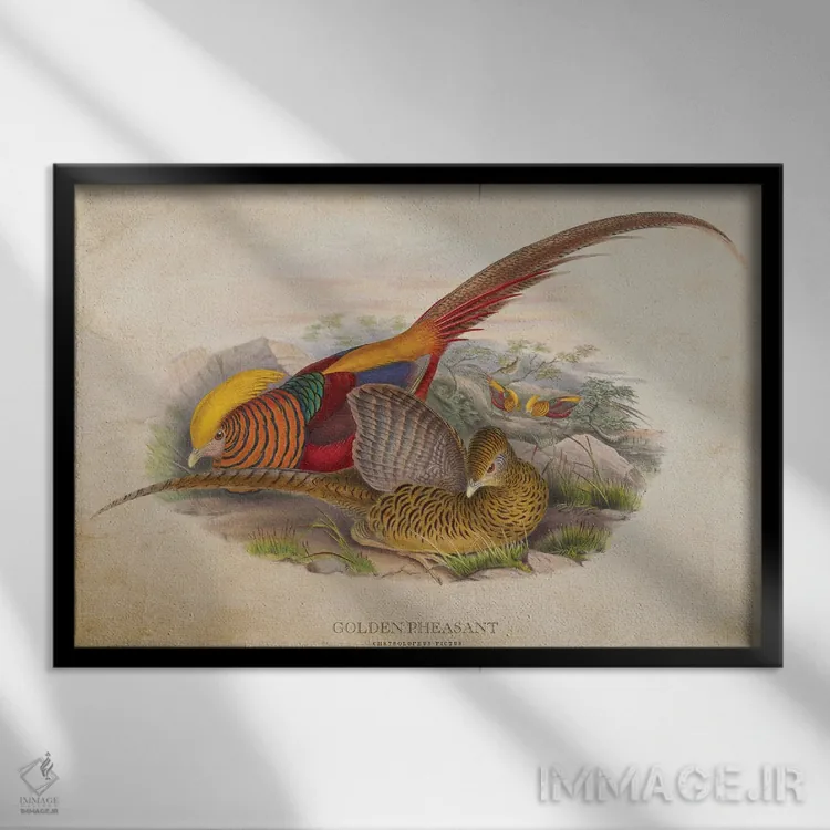 تابلو قرقاول طلایی (وینتیج) اثر پیکسل کهنه (استودیو/نام هنری) - نمای قابدار مشکی