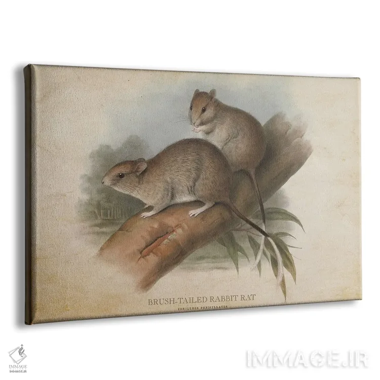 تابلو موش خرگوشی دمبرس (وینتیج) اثر پیکسل کهنه (استودیو/نام هنری) - نمای پرسپکتیو محصول