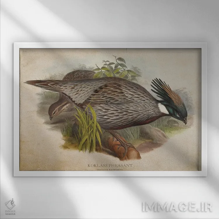 تابلو قرقاول کوکلاس (وینتیج) اثر پیکسل کهنه (استودیو/نام هنری) - نمای قابدار سفید