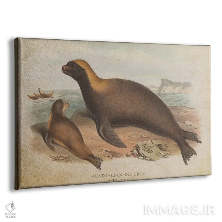 تابلو شیر دریایی استرالیایی (وینتیج) اثر پیکسل کهنه (استودیو/نام هنری) - نمای پرسپکتیو محصول