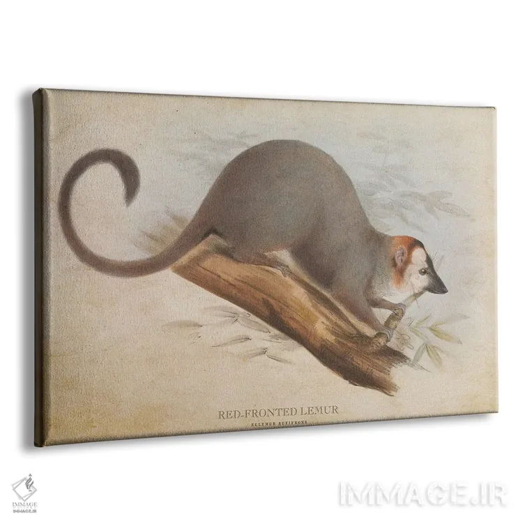 تابلو لمور پیشانیسرخ (وینتیج) اثر پیکسل کهنه (استودیو/نام هنری) - نمای پرسپکتیو محصول