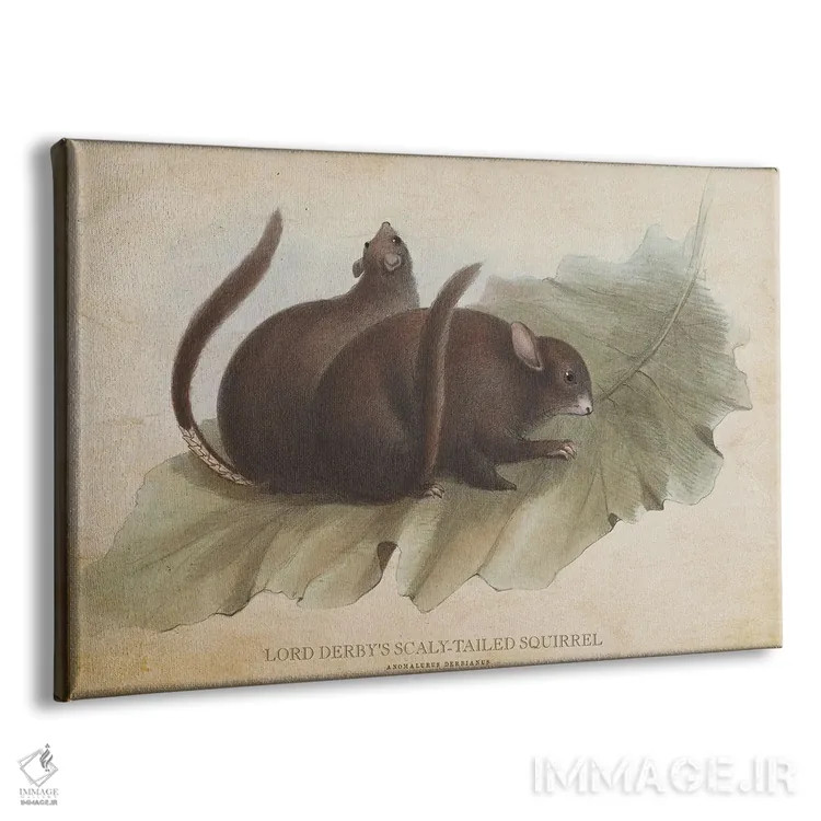 تابلو سنجاب دمپولکی لرد داربی (وینتیج) اثر پیکسل کهنه (استودیو/نام هنری) - نمای پرسپکتیو محصول