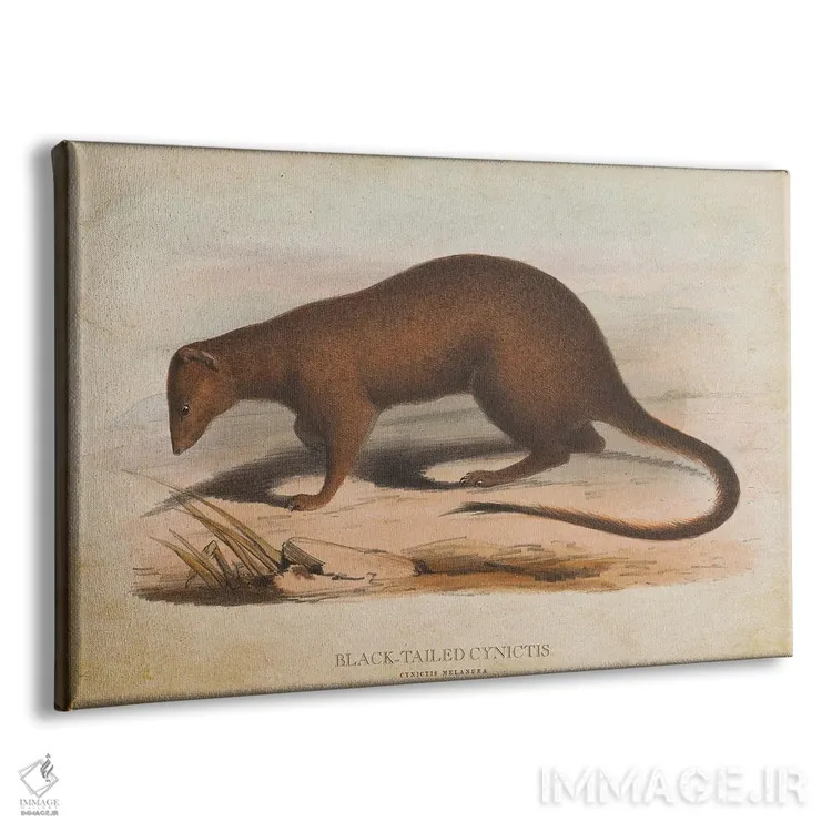 تابلو سینیکتیس دمسیاه (وینتیج) (نوعی خدنگ آفریقایی) اثر پیکسل کهنه (استودیو/نام هنری) - نمای پرسپکتیو محصول