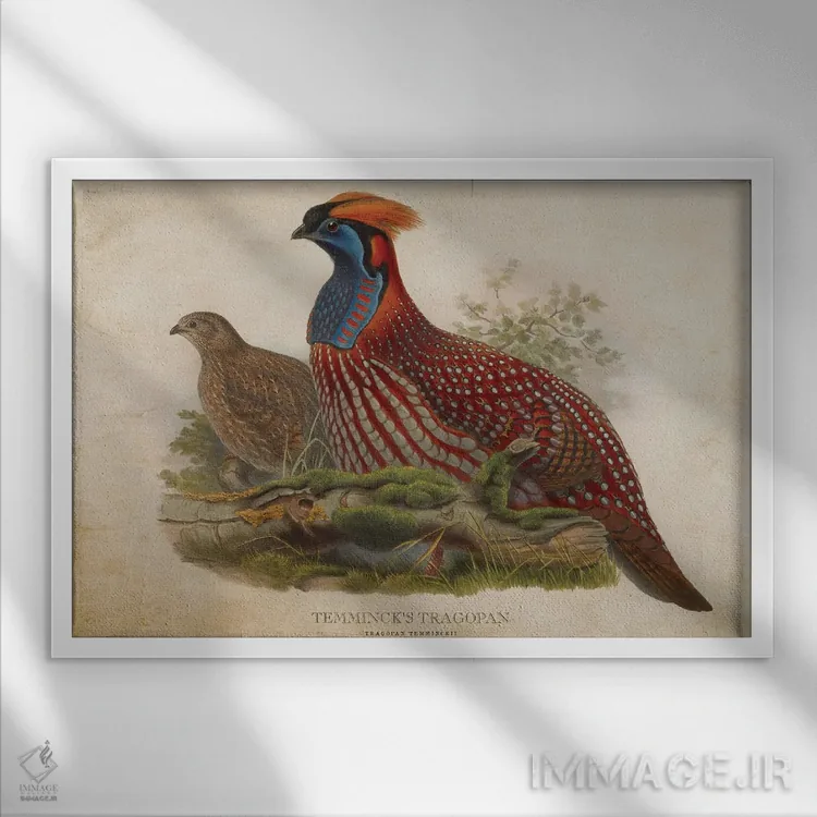 تابلو تراگوپان تمنیک (وینتیج) اثر پیکسل کهنه (استودیو/نام هنری) - نمای قابدار سفید