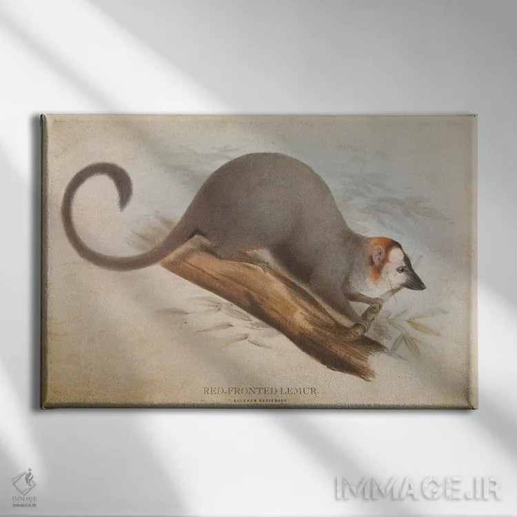 تابلو لمور پیشانیسرخ (وینتیج) اثر پیکسل کهنه (استودیو/نام هنری) - نمای روبهرو روی دیوار