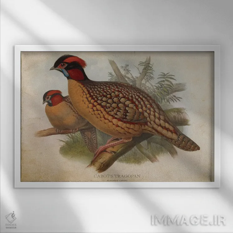 تابلو تراگوپان کابوت (وینتیج) اثر پیکسل کهنه (استودیو/نام هنری) - نمای قابدار سفید