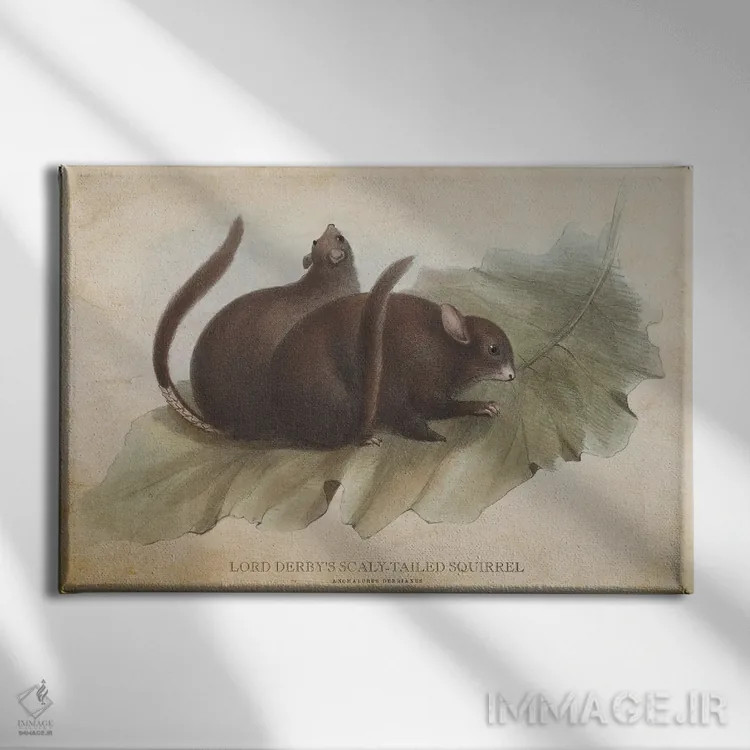 تابلو سنجاب دمپولکی لرد داربی (وینتیج) اثر پیکسل کهنه (استودیو/نام هنری) - نمای روبهرو روی دیوار