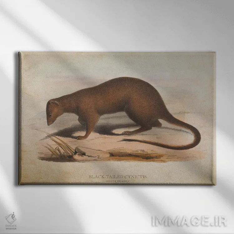 تابلو سینیکتیس دمسیاه (وینتیج) (نوعی خدنگ آفریقایی) اثر پیکسل کهنه (استودیو/نام هنری) - نمای روبهرو روی دیوار