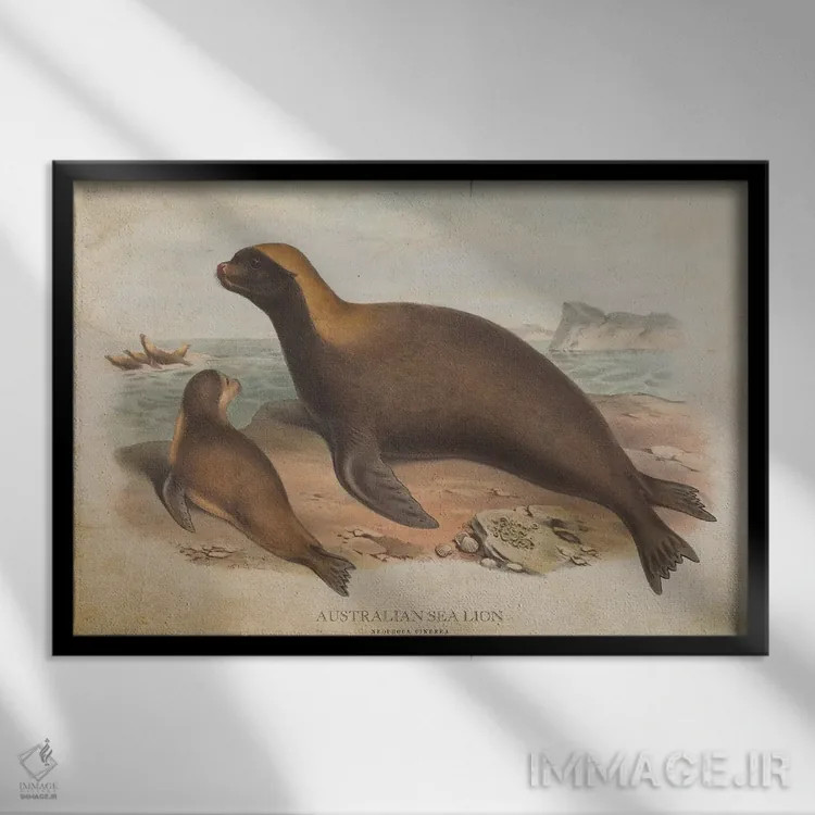 تابلو شیر دریایی استرالیایی (وینتیج) اثر پیکسل کهنه (استودیو/نام هنری) - نمای قابدار مشکی