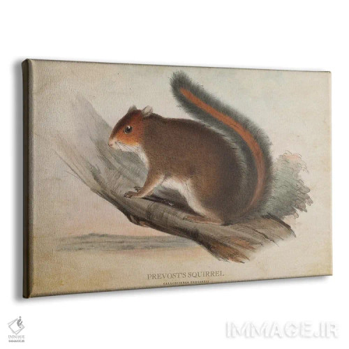 تابلو سنجاب پرووست (وینتیج) اثر پیکسل کهنه (استودیو/نام هنری) - نمای پرسپکتیو محصول