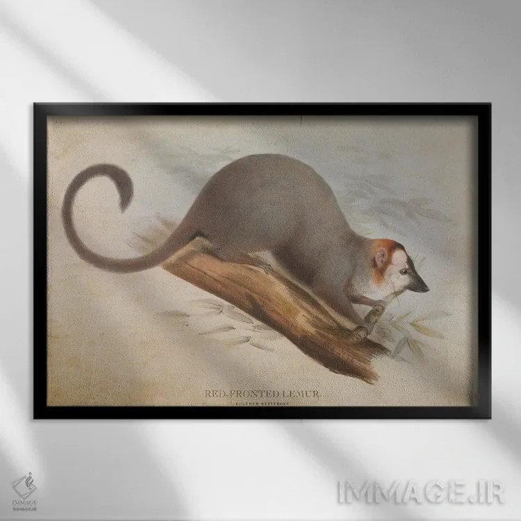 تابلو لمور پیشانیسرخ (وینتیج) اثر پیکسل کهنه (استودیو/نام هنری) - نمای قابدار مشکی