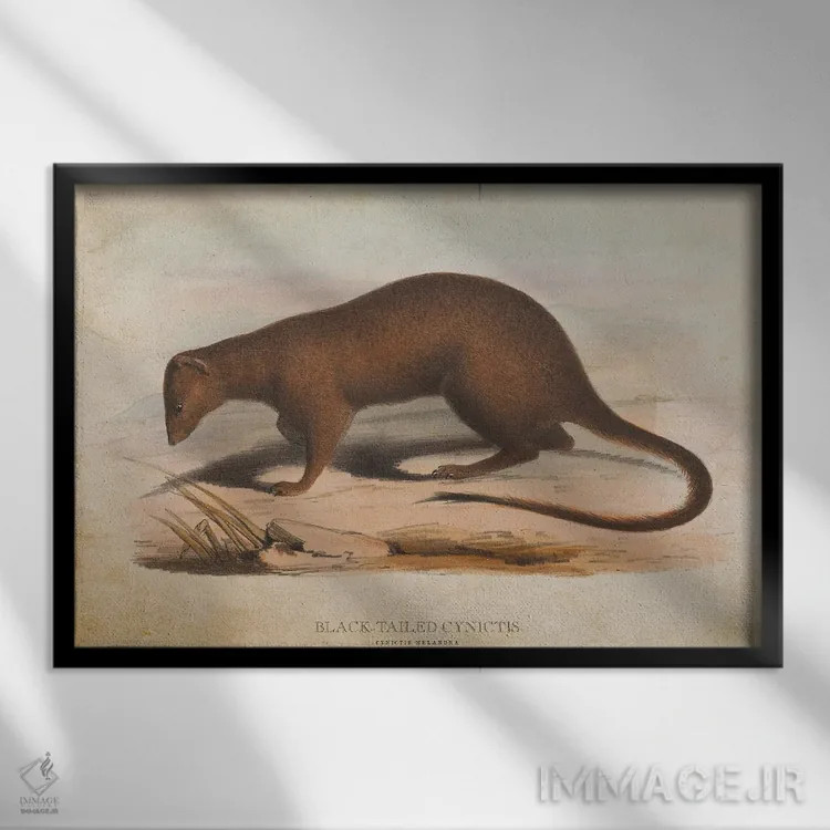 تابلو سینیکتیس دمسیاه (وینتیج) (نوعی خدنگ آفریقایی) اثر پیکسل کهنه (استودیو/نام هنری) - نمای قابدار مشکی