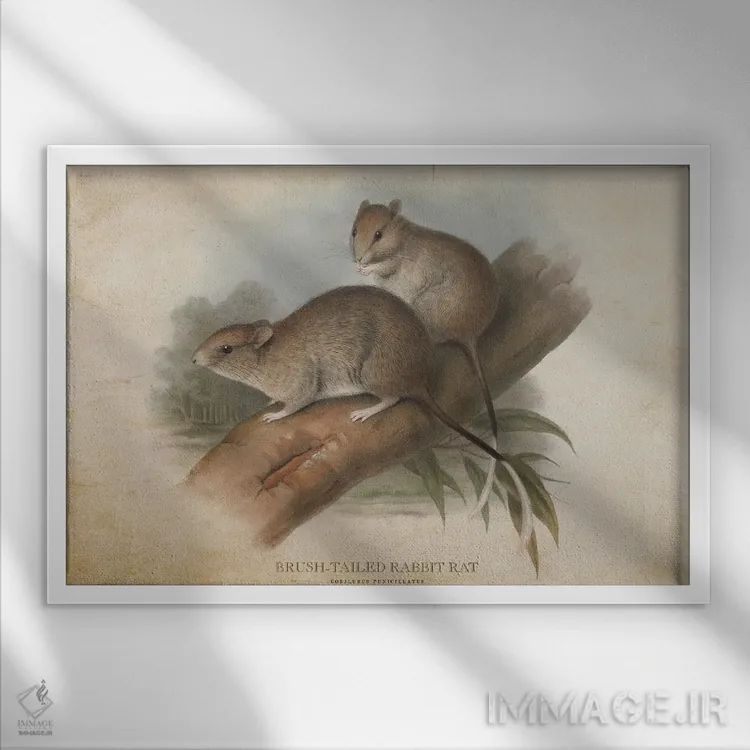 تابلو موش خرگوشی دمبرس (وینتیج) اثر پیکسل کهنه (استودیو/نام هنری) - نمای قابدار سفید