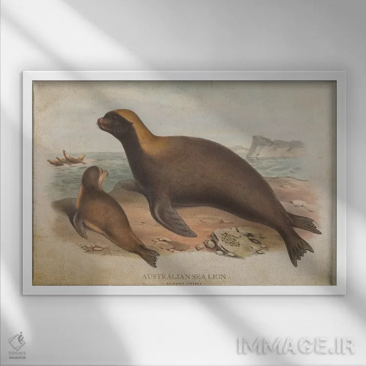 تابلو شیر دریایی استرالیایی (وینتیج) اثر پیکسل کهنه (استودیو/نام هنری) - نمای قابدار سفید