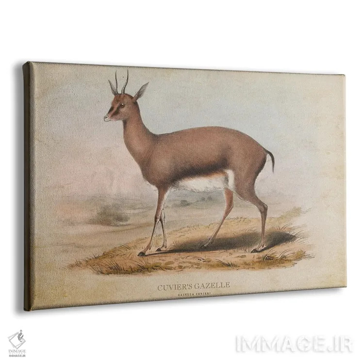 تابلو غزال کوویه (وینتیج) اثر پیکسل کهنه (استودیو/نام هنری) - نمای پرسپکتیو محصول