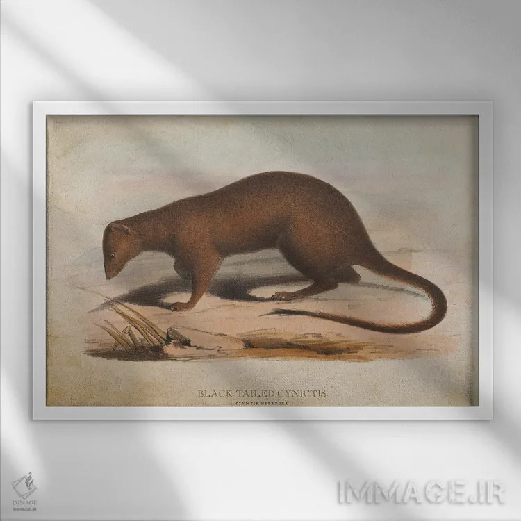 تابلو سینیکتیس دمسیاه (وینتیج) (نوعی خدنگ آفریقایی) اثر پیکسل کهنه (استودیو/نام هنری) - نمای قابدار سفید