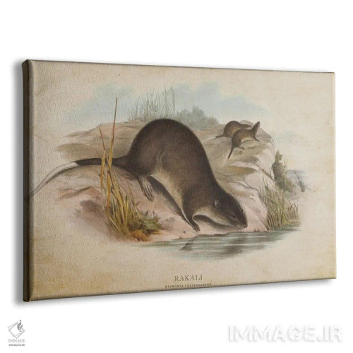 تابلو راکالی (وینتیج) (موش آبی استرالیا) اثر پیکسل کهنه (استودیو/نام هنری) - نمای پرسپکتیو محصول